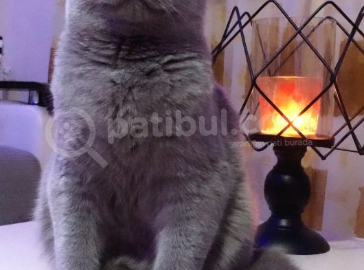 2 Aylık British Erkek görsel