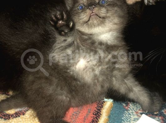 Görüşülür görsel