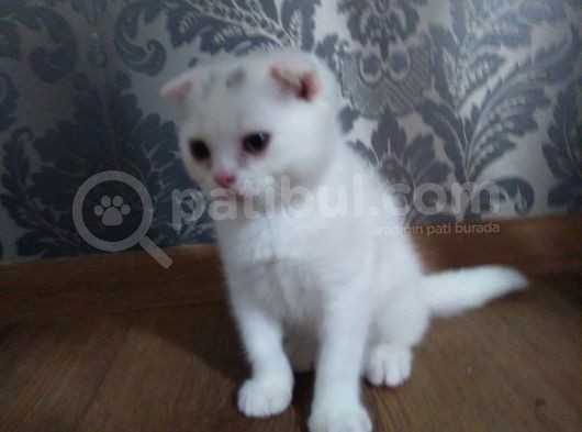 Beyaz Scottish Fold Kedi görsel