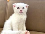 Scottish Fold Beyaz Erkek
