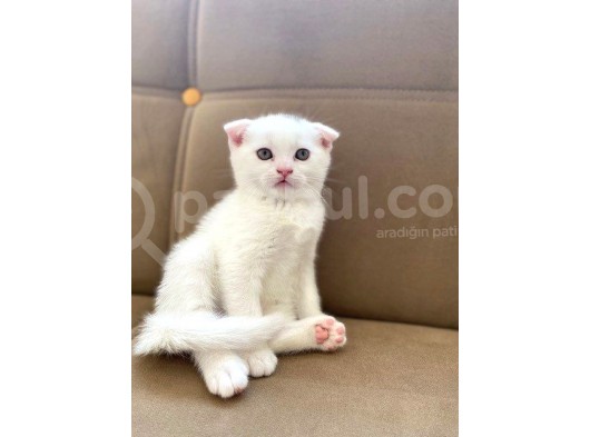 Scottish Fold Beyaz Erkek