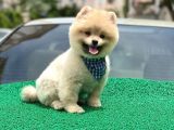Yakışıklı Pomerai̇nan Boo