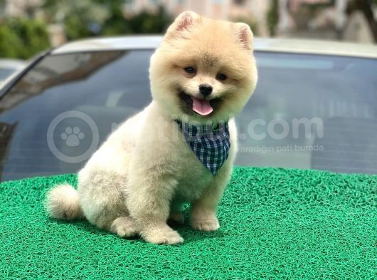 Yakışıklı Pomerai̇nan Boo görsel