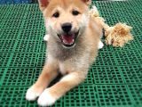 Türki̇ye'De Tek Shi̇ba Inu Yavrularımız