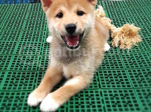 Türki̇ye'De Tek Shi̇ba Inu Yavrularımız görsel