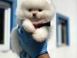 Teddy Face Ayı Surat Pomerani̇an Boo Yavrularımız