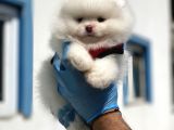 Teddy Face Ayı Surat Pomerani̇an Boo Yavrularımız