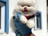 Teddy Face Ayı Surat Pomerani̇an Boo Yavrularımız