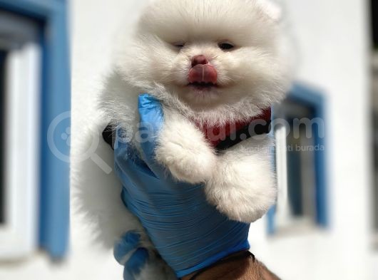 Teddy Face Ayı Surat Pomerani̇an Boo Yavrularımız