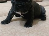 Dişi French Bulldog