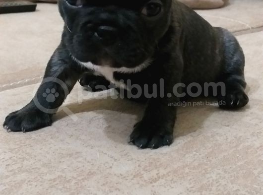 Dişi French Bulldog