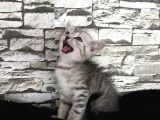 British Shorthair Dişi Yavrumuz Yeni Ailesini Aramakta