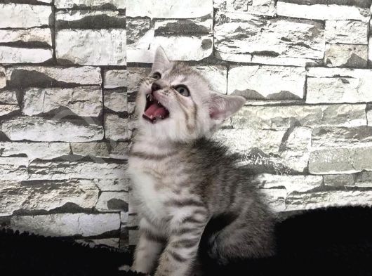 British Shorthair Dişi Yavrumuz Yeni Ailesini Aramakta görsel