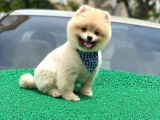 Yakışıklı Pomerai̇nan Boo
