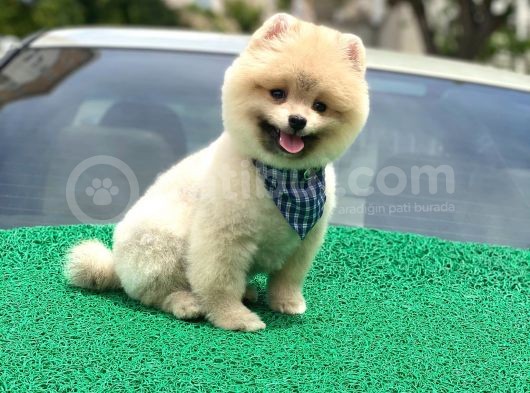 Yakışıklı Pomerai̇nan Boo görsel
