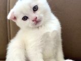 Scottish Fold Beyaz Erkek