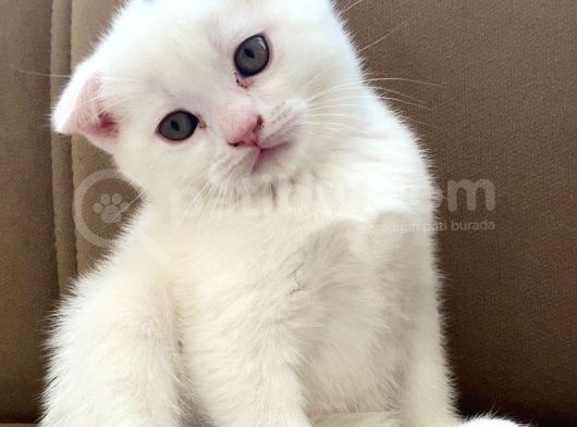 Scottish Fold Beyaz Erkek görsel