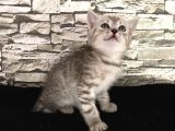 British Shorthair Dişi Yavrumuz Yeni Ailesini Aramakta