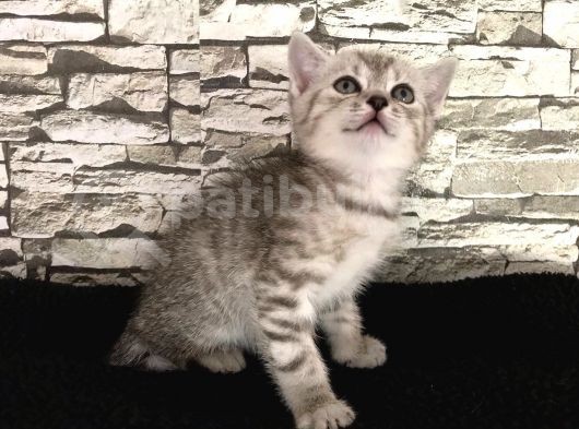 British Shorthair Dişi Yavrumuz Yeni Ailesini Aramakta