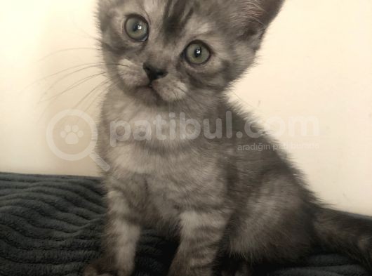 2 Aylık British Erkek görsel