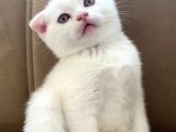 Scottish Fold Beyaz Erkek