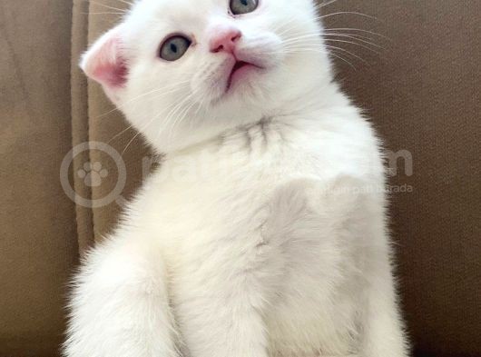 Scottish Fold Beyaz Erkek görsel