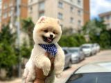 Yakışıklı Pomerai̇nan Boo