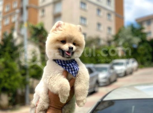 Yakışıklı Pomerai̇nan Boo görsel