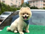Yakışıklı Pomerai̇nan Boo