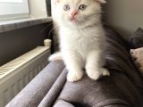 Scottish Fold Beyaz Kedi