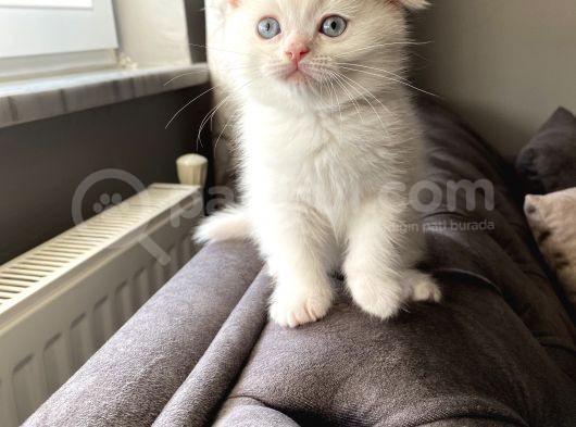 Scottish Fold Beyaz Kedi görsel
