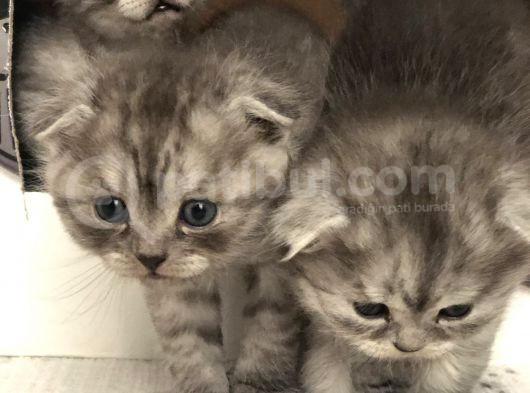 2 Aylık British Erkek görsel