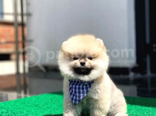 Yavru Pomerani̇an görsel