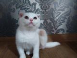 Beyaz Scottish Fold Kedi