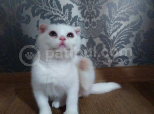 Beyaz Scottish Fold Kedi