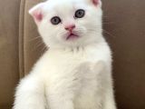 Scottish Fold Beyaz Erkek