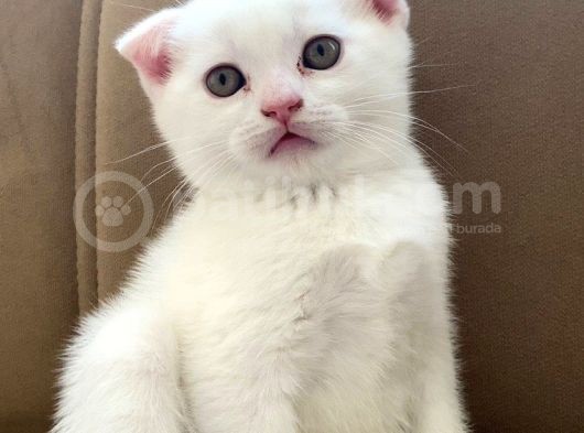 Scottish Fold Beyaz Erkek görsel