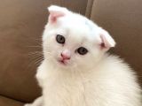 Scottish Fold Beyaz Erkek