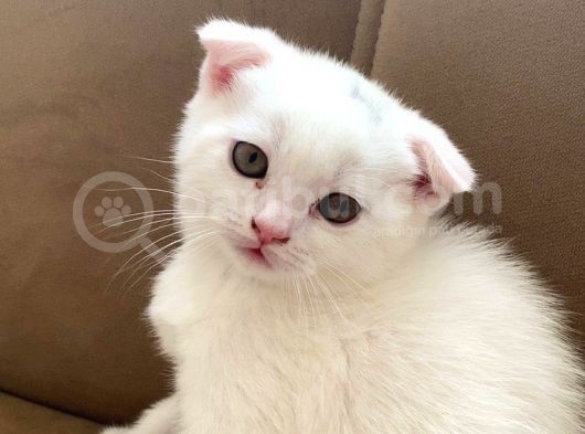 Scottish Fold Beyaz Erkek görsel