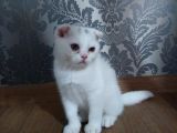 Beyaz Scottish Fold Kedi