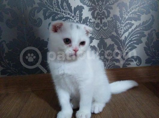Beyaz Scottish Fold Kedi görsel