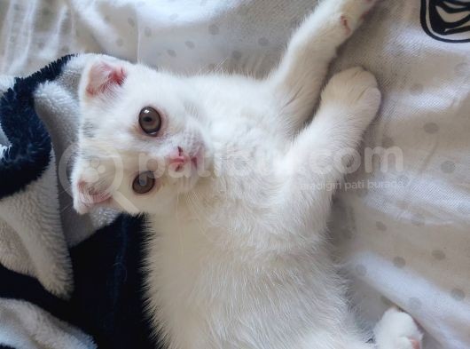 Beyaz Scottish Fold Kedi görsel