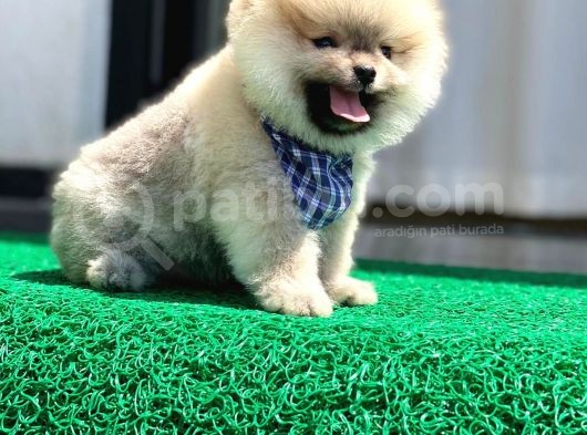 Yavru Pomerani̇an görsel