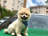Yakışıklı Pomerai̇nan Boo