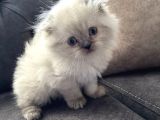 Scottish Blue Piont Longhair