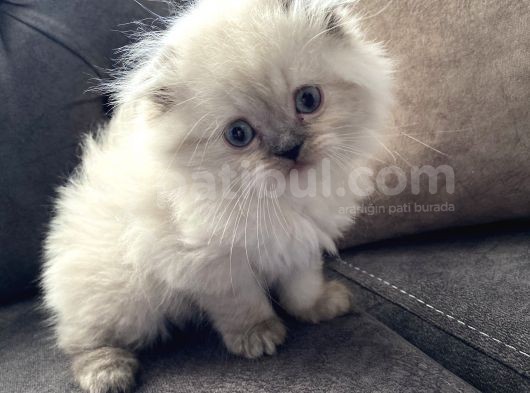 Scottish Blue Piont Longhair