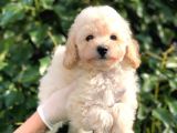 Toy Poodle Yavrular