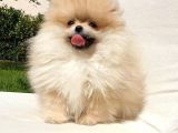Teddy Face Pomeranian Boo Dişi Yavrularımız