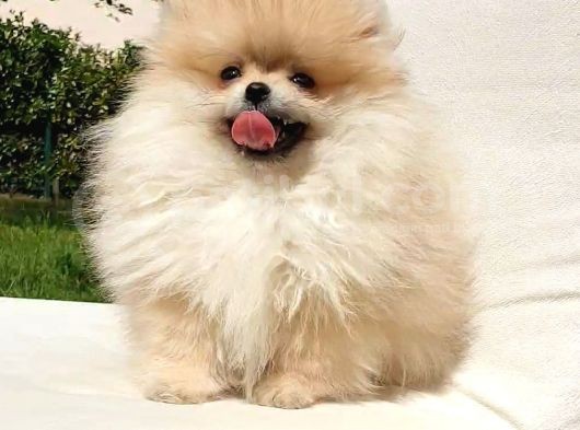 Teddy Face Pomeranian Boo Dişi Yavrularımız görsel