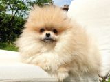 Teddy Face Pomeranian Boo Dişi Yavrularımız
